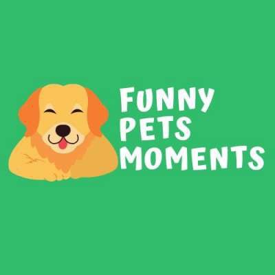 Funny Pets Moments