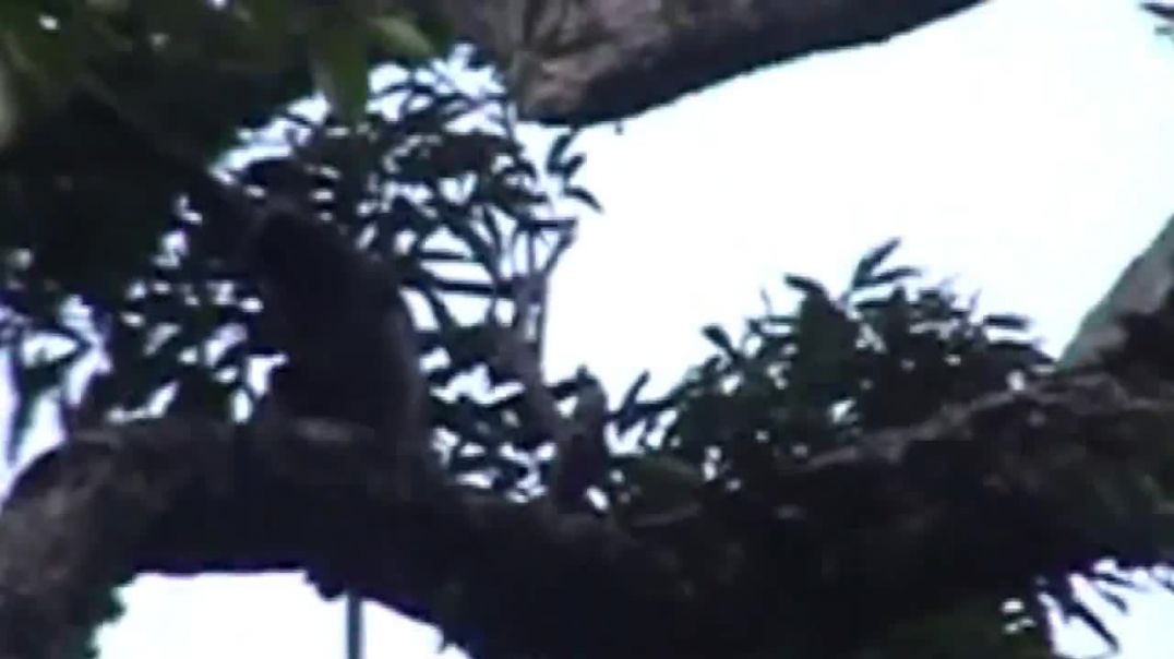 Rare Footage...Dusky leaf monkey In natural forests
