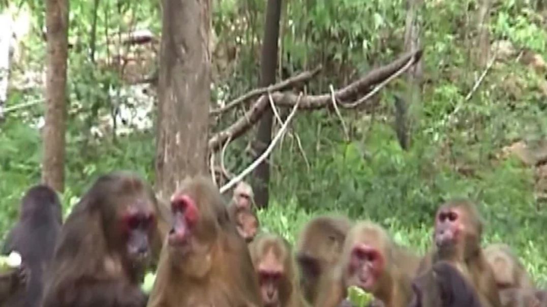 #animal #wildmonkey in thailand