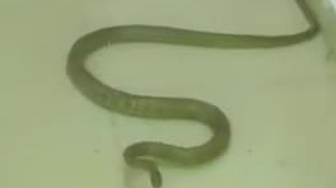 Cobra  in Atm Machine