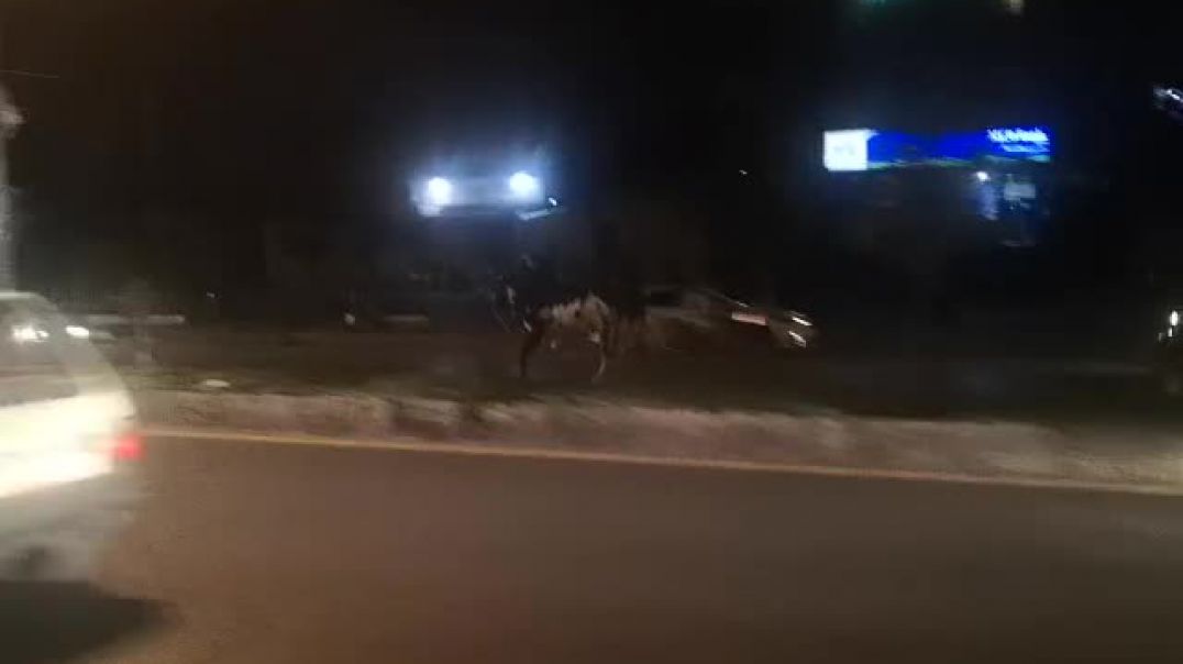 cow accident