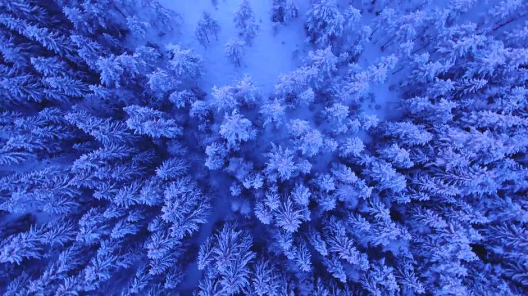 Snowy Trees Above Winter Landscape Forest Aerial