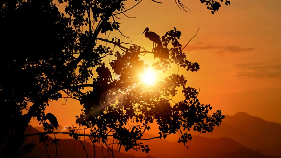Sunset Birds Nature Sunrise Orange