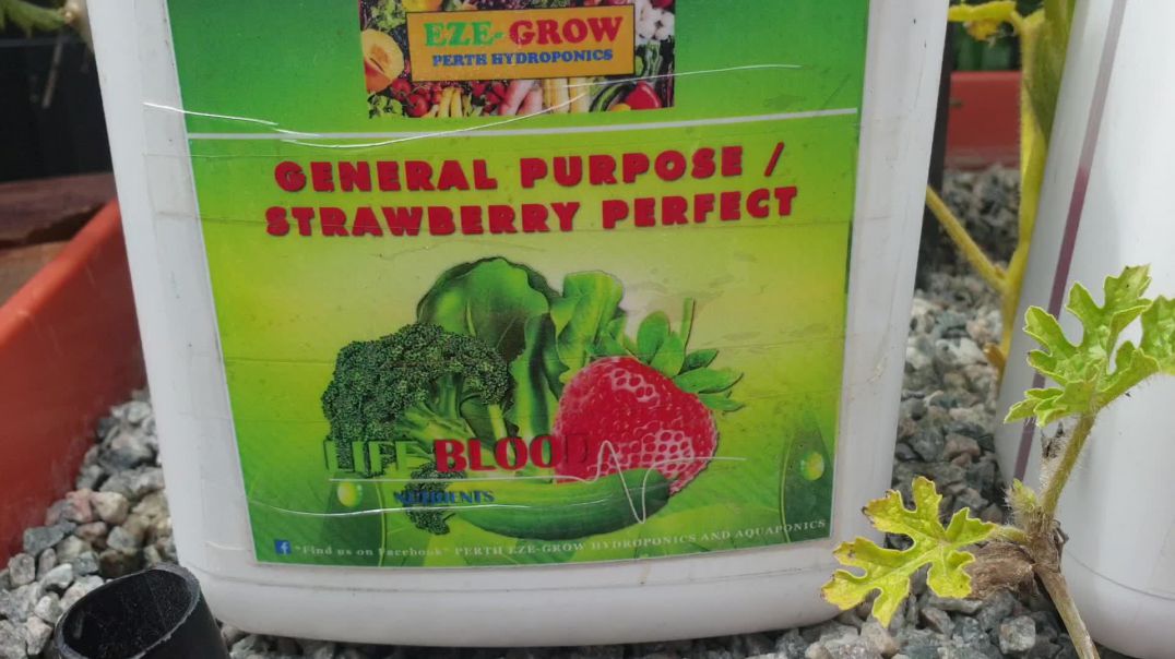 Hydroponics fertiliser i use