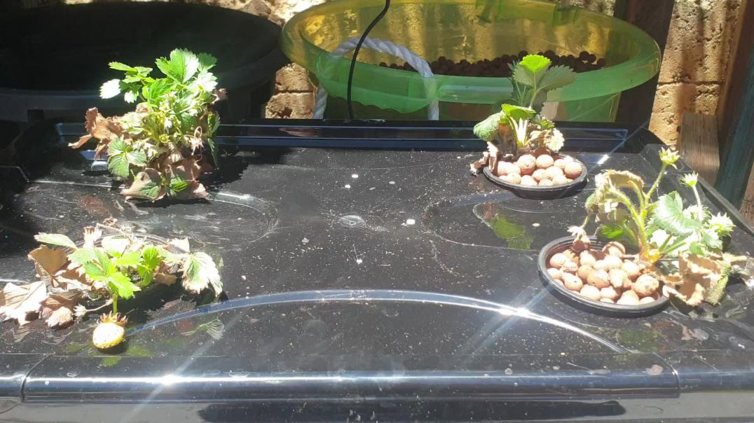 My small ponics system aeroponics, hydroponics and aquaponics