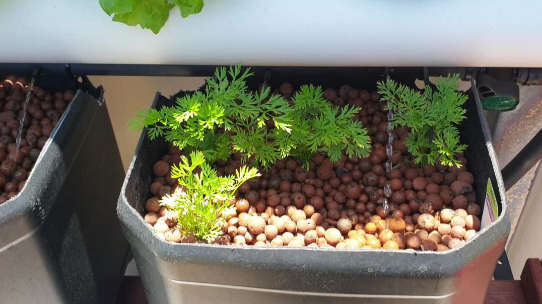 Veggies update