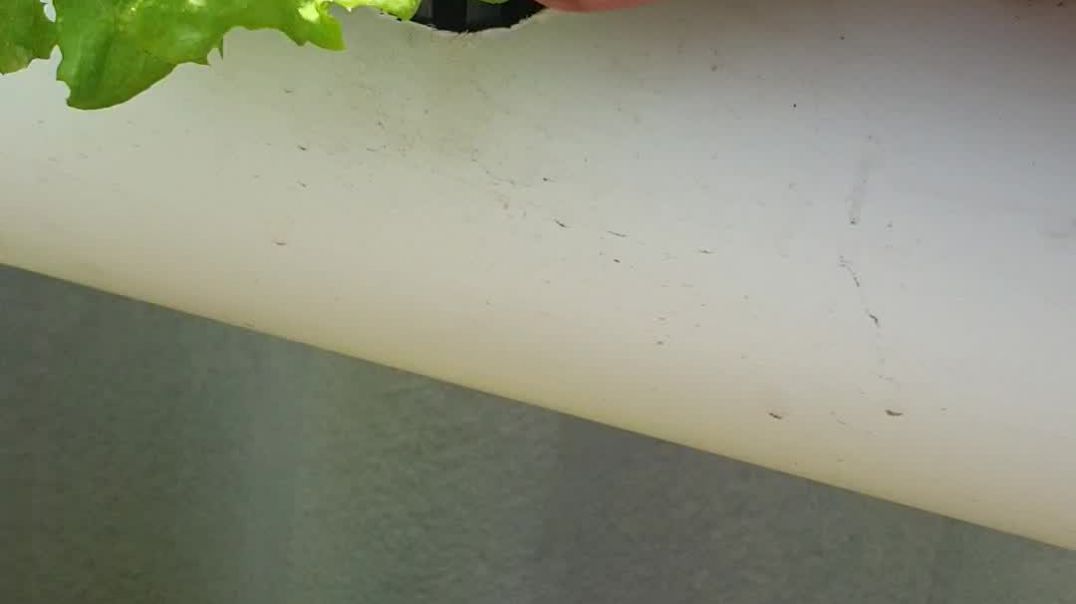 Lettuces in the hydroponics