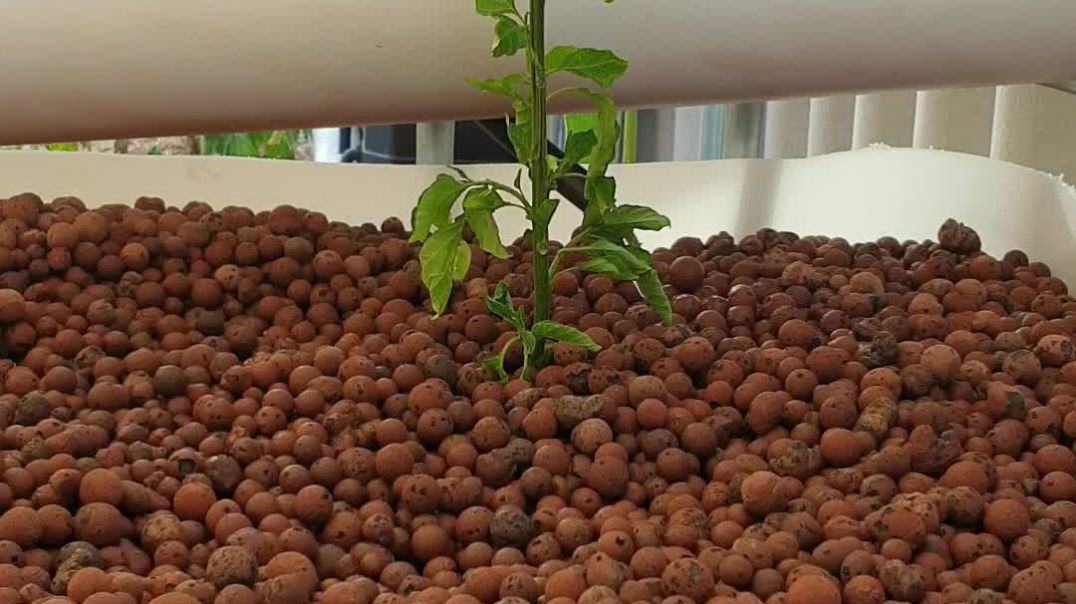Chilli plant into grow bed