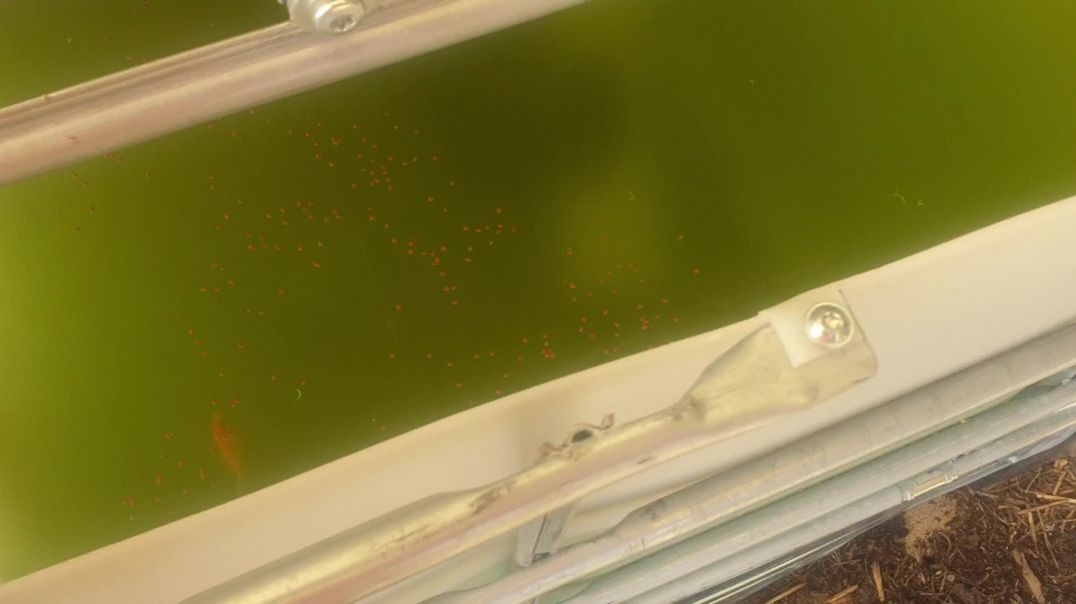 Fishes koi