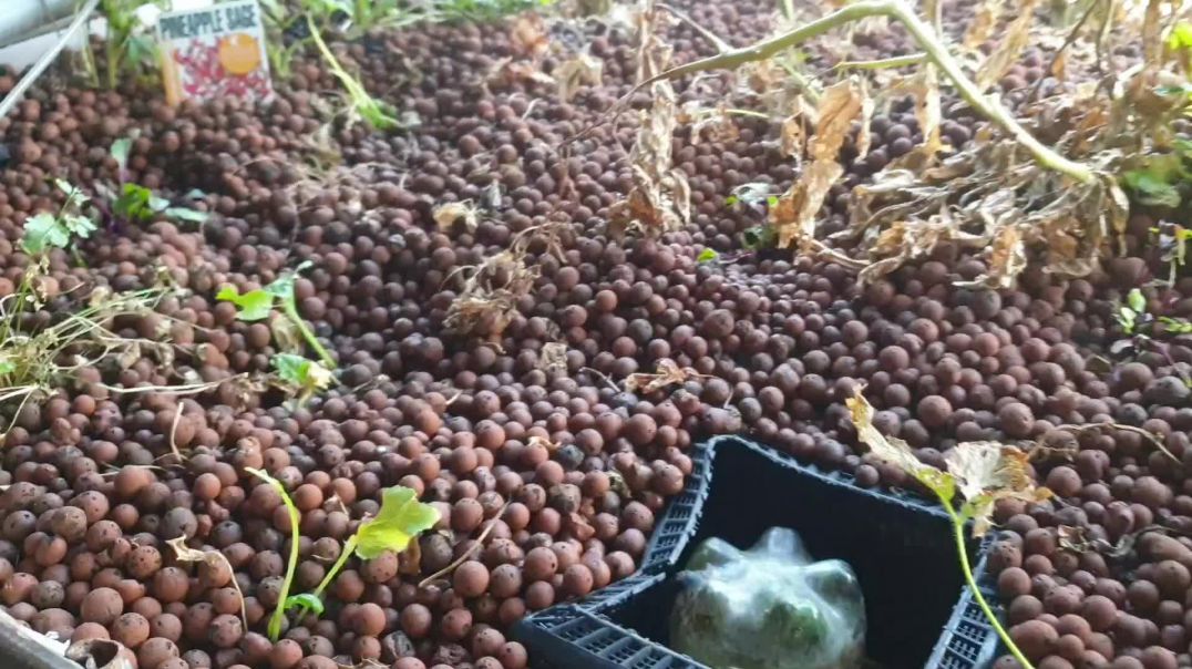 Aquaponics update