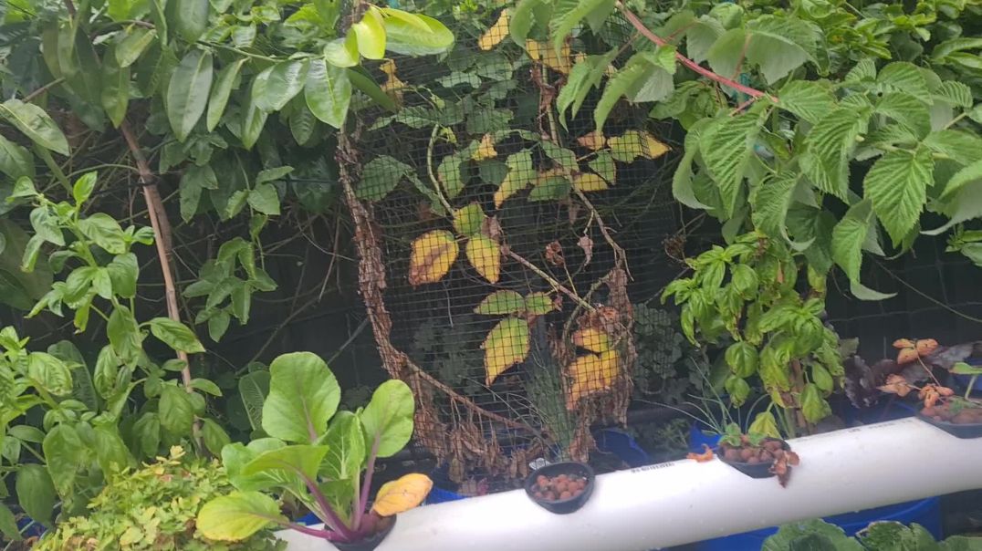 Hydroponic update 30/4/21