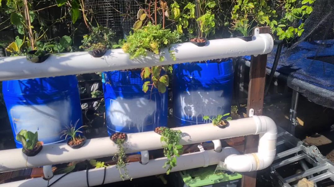 My hydroponic update and clean